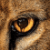 Zoo izle