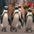 Penguin Town izle
