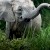 Secrets of the Elephants izle