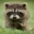 The Secret Lives of Animals izle